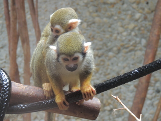 Filename=DSCN2817.JPG
Filesize=5497KiB
Dimensions=4608x3456
Date added=Sep 19, 2019 DSCN2817.JPG