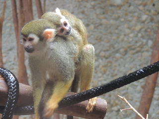 Filename=DSCN2819.JPG
Filesize=5426KiB
Dimensions=4608x3456
Date added=Sep 19, 2019 DSCN2819.JPG