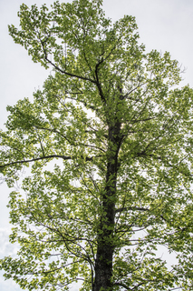 Filename=DSC_1252.jpg
Filesize=35189KiB
Dimensions=4912x7360
Date added=Sep 20, 2019 DSC_1252.jpg