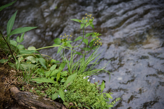 Filename=DSC_1261.jpg
Filesize=19565KiB
Dimensions=7360x4912
Date added=Sep 20, 2019 DSC_1261.jpg