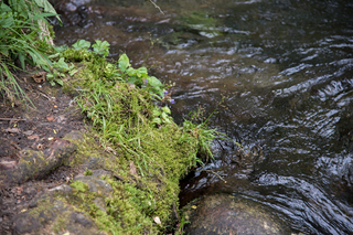 Filename=DSC_1262.jpg
Filesize=24974KiB
Dimensions=7360x4912
Date added=Sep 20, 2019 DSC_1262.jpg