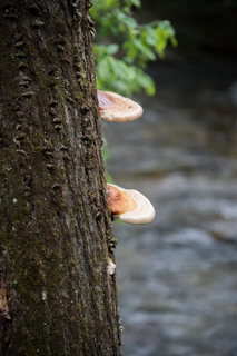 Filename=DSC_1267.jpg
Filesize=20173KiB
Dimensions=4912x7360
Date added=Sep 20, 2019 DSC_1267.jpg