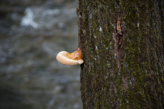 Filename=DSC_1268.jpg
Filesize=21053KiB
Dimensions=7360x4912
Date added=Sep 20, 2019 DSC_1268.jpg