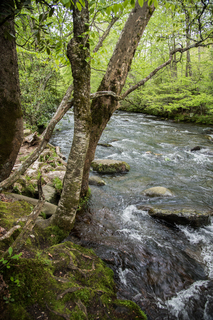 Filename=DSC_1279.jpg
Filesize=29927KiB
Dimensions=4912x7360
Date added=Sep 20, 2019 DSC_1279.jpg