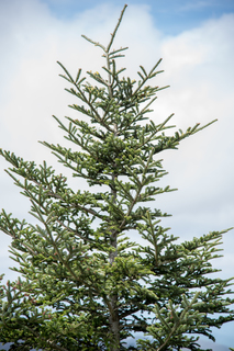 Filename=DSC_1294.jpg
Filesize=19292KiB
Dimensions=4912x7360
Date added=Sep 20, 2019 DSC_1294.jpg