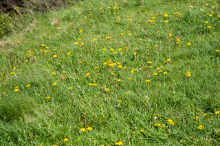 Filename=DSC_1296.jpg
Filesize=30915KiB
Dimensions=7360x4912
Date added=Sep 20, 2019 DSC_1296.jpg