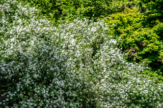 Filename=DSC_1468.jpg
Filesize=32522KiB
Dimensions=7360x4912
Date added=Sep 20, 2019 DSC_1468.jpg