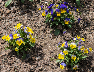 Filename=DSC_1486.jpg
Filesize=17001KiB
Dimensions=5330x4126
Date added=Sep 20, 2019 DSC_1486.jpg