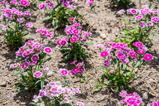 Filename=DSC_1487.jpg
Filesize=22220KiB
Dimensions=7360x4912
Date added=Sep 20, 2019 DSC_1487.jpg