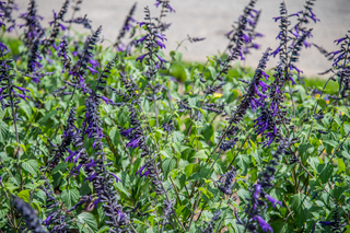 Filename=DSC_1491.jpg
Filesize=22018KiB
Dimensions=7360x4912
Date added=Sep 20, 2019 DSC_1491.jpg