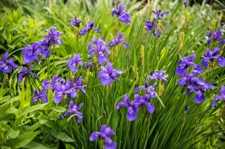 Filename=DSC_1494.jpg
Filesize=22728KiB
Dimensions=7360x4912
Date added=Sep 20, 2019 DSC_1494.jpg