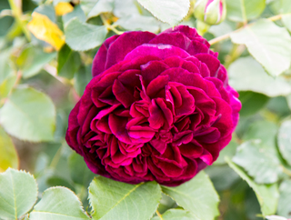 Filename=DSC_1496.jpg
Filesize=6007KiB
Dimensions=3404x2578
Date added=Sep 20, 2019 DSC_1496.jpg