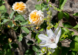 Filename=DSC_1502.jpg
Filesize=6483KiB
Dimensions=4623x3279
Date added=Sep 20, 2019 DSC_1502.jpg