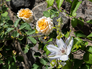 Filename=DSC_1503.jpg
Filesize=7785KiB
Dimensions=4715x3553
Date added=Sep 20, 2019 DSC_1503.jpg