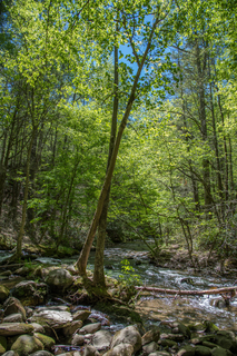 Filename=DSC_1931.jpg
Filesize=43655KiB
Dimensions=4912x7360
Date added=Sep 20, 2019 DSC_1931.jpg