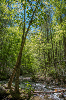 Filename=DSC_1937.jpg
Filesize=44887KiB
Dimensions=4912x7360
Date added=Sep 20, 2019 DSC_1937.jpg