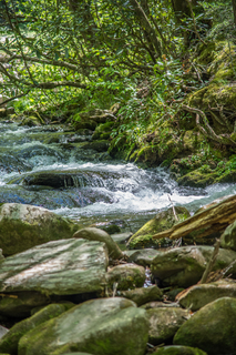 Filename=DSC_1946.jpg
Filesize=30343KiB
Dimensions=4912x7360
Date added=Sep 20, 2019 DSC_1946.jpg