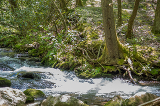 Filename=DSC_1967.jpg
Filesize=29760KiB
Dimensions=7360x4912
Date added=Sep 20, 2019 DSC_1967.jpg