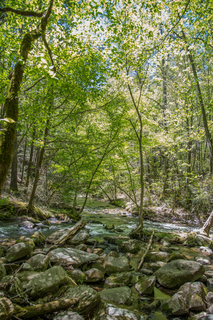 Filename=DSC_1973.jpg
Filesize=37021KiB
Dimensions=4912x7360
Date added=Sep 20, 2019 DSC_1973.jpg