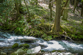 Filename=DSC_1976.jpg
Filesize=32689KiB
Dimensions=7360x4912
Date added=Sep 20, 2019 DSC_1976.jpg