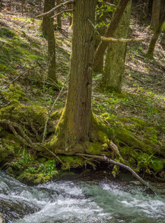 Filename=DSC_1981.jpg
Filesize=27801KiB
Dimensions=4912x6611
Date added=Sep 20, 2019 DSC_1981.jpg