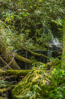 Filename=DSC_2021.jpg
Filesize=27739KiB
Dimensions=4472x6700
Date added=Sep 20, 2019 DSC_2021.jpg