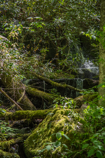 Filename=DSC_2022.jpg
Filesize=26335KiB
Dimensions=4678x7009
Date added=Sep 20, 2019 DSC_2022.jpg