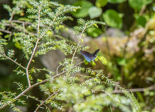 Filename=DSC_2050.jpg
Filesize=9169KiB
Dimensions=3263x2358
Date added=Sep 20, 2019 DSC_2050.jpg