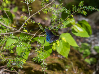 Filename=DSC_2055.jpg
Filesize=10413KiB
Dimensions=4958x3742
Date added=Sep 20, 2019 DSC_2055.jpg