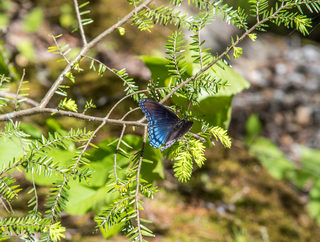 Filename=DSC_2056.jpg
Filesize=8157KiB
Dimensions=4002x3029
Date added=Sep 20, 2019 DSC_2056.jpg