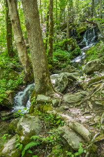 Filename=DSC_2139.jpg
Filesize=28794KiB
Dimensions=4912x7360
Date added=Sep 20, 2019 DSC_2139.jpg