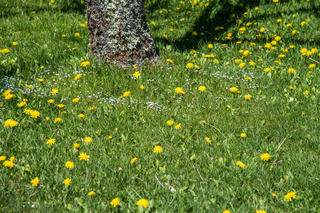 Filename=DSC_2184.jpg
Filesize=32050KiB
Dimensions=7360x4912
Date added=Sep 20, 2019 DSC_2184.jpg