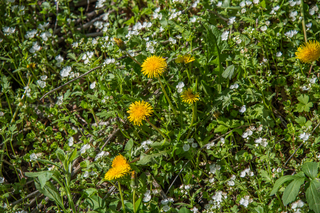 Filename=DSC_2194.jpg
Filesize=22561KiB
Dimensions=7360x4912
Date added=Sep 20, 2019 DSC_2194.jpg