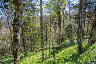 Filename=DSC_2195.jpg
Filesize=41674KiB
Dimensions=7360x4912
Date added=Sep 20, 2019 DSC_2195.jpg