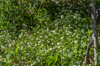 Filename=DSC_2197.jpg
Filesize=25046KiB
Dimensions=7360x4912
Date added=Sep 20, 2019 DSC_2197.jpg