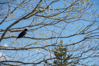 Filename=DSC_2203.jpg
Filesize=20763KiB
Dimensions=7360x4912
Date added=Sep 20, 2019 DSC_2203.jpg