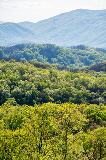 Filename=DSC_2209.jpg
Filesize=37722KiB
Dimensions=4912x7360
Date added=Sep 20, 2019 DSC_2209.jpg