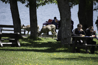 Filename=DSC_0175.jpg
Filesize=16430KiB
Dimensions=7360x4912
Date added=Sep 20, 2019 DSC_0175.jpg