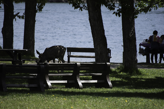 Filename=DSC_0176.jpg
Filesize=14428KiB
Dimensions=7360x4912
Date added=Sep 20, 2019 DSC_0176.jpg