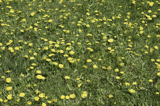 Filename=DSC_0180.jpg
Filesize=28145KiB
Dimensions=7360x4912
Date added=Sep 20, 2019 DSC_0180.jpg