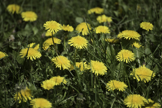 Filename=DSC_0181.jpg
Filesize=15420KiB
Dimensions=7360x4912
Date added=Sep 20, 2019 DSC_0181.jpg