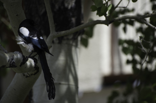 Filename=DSC_0182.jpg
Filesize=10455KiB
Dimensions=7360x4912
Date added=Sep 20, 2019 DSC_0182.jpg