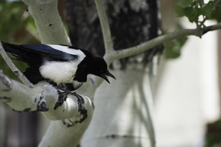 Filename=DSC_0184.jpg
Filesize=15500KiB
Dimensions=7360x4912
Date added=Sep 20, 2019 DSC_0184.jpg