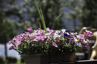 Filename=DSC_0190.jpg
Filesize=14006KiB
Dimensions=7360x4912
Date added=Sep 20, 2019 DSC_0190.jpg