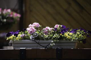 Filename=DSC_0191.jpg
Filesize=12923KiB
Dimensions=7360x4912
Date added=Sep 20, 2019 DSC_0191.jpg