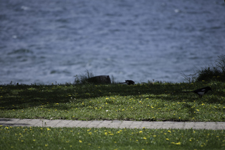 Filename=DSC_0195.jpg
Filesize=17239KiB
Dimensions=7360x4912
Date added=Sep 20, 2019 DSC_0195.jpg