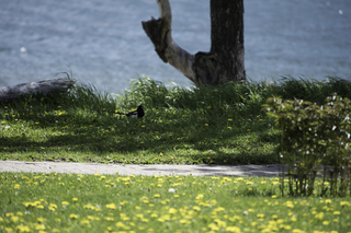 Filename=DSC_0198.jpg
Filesize=19587KiB
Dimensions=7360x4912
Date added=Sep 20, 2019 DSC_0198.jpg