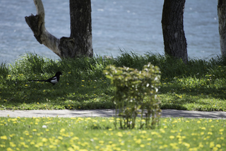 Filename=DSC_0200.jpg
Filesize=19803KiB
Dimensions=7360x4912
Date added=Sep 20, 2019 DSC_0200.jpg