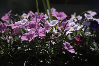 Filename=DSC_0202.jpg
Filesize=12616KiB
Dimensions=7360x4912
Date added=Sep 20, 2019 DSC_0202.jpg