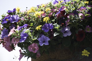 Filename=DSC_0204.jpg
Filesize=18352KiB
Dimensions=7360x4912
Date added=Sep 20, 2019 DSC_0204.jpg